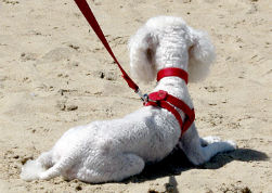 NJ Appeals Court Rules NJSPCA Subject to OPRA