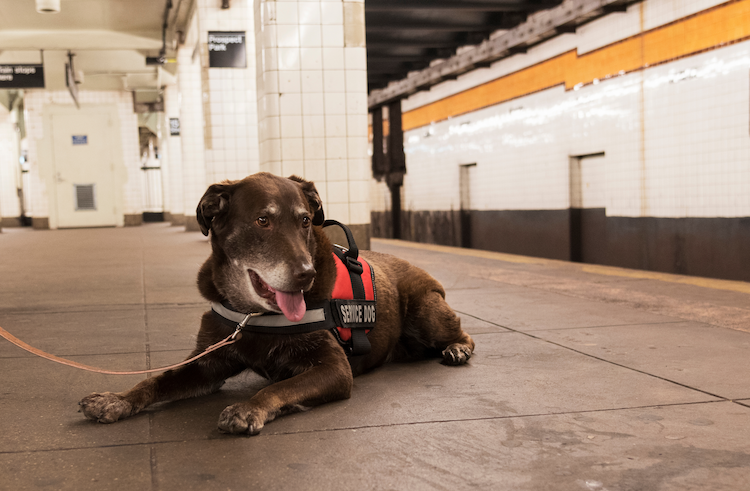 NJ Supreme Court Creates Distinction Between Pets and Emotional Support Animals