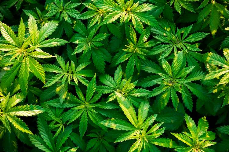 NJ Supreme Court Rules Marijuana Odor Didn’t Justify Warrantless Engine and Trunk Search